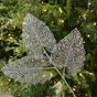 31" Silver Leaf Branch Set of 12