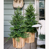 3 FT Potted Grandis Battery Operated Warm White Micro Led