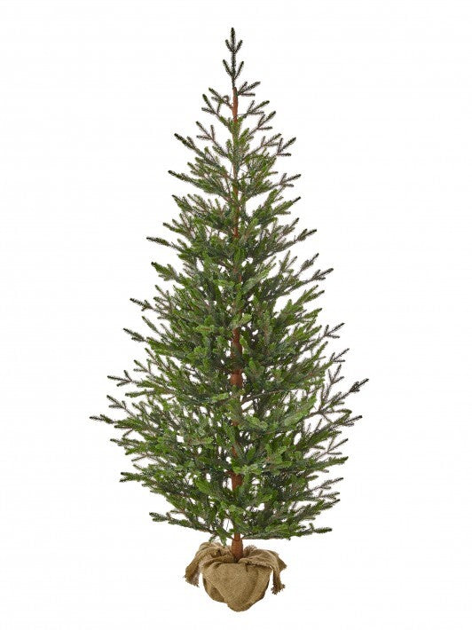 Potted evergreen tree with burlap-wrapped base on a white background.