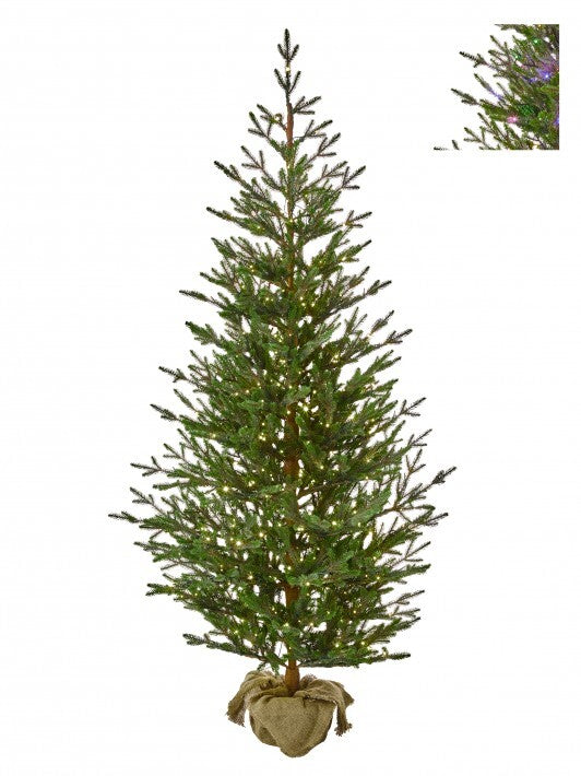 Potted Christmas tree on a white background