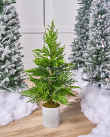 4 FT Potted Norfolk Pine Tree