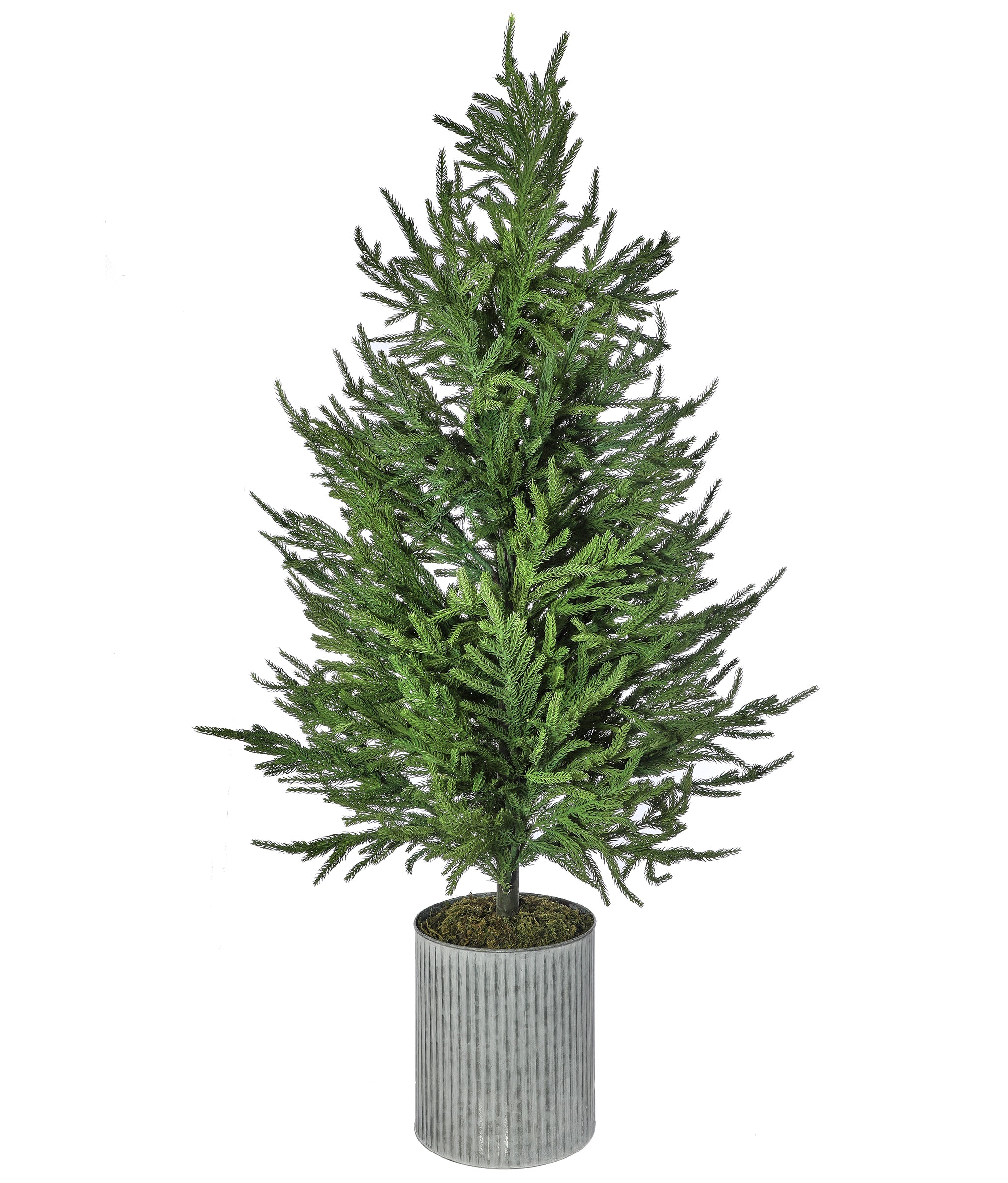 4 FT Potted Norfolk Pine Tree