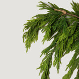 40" X 27" Norfolk Dripping Garland