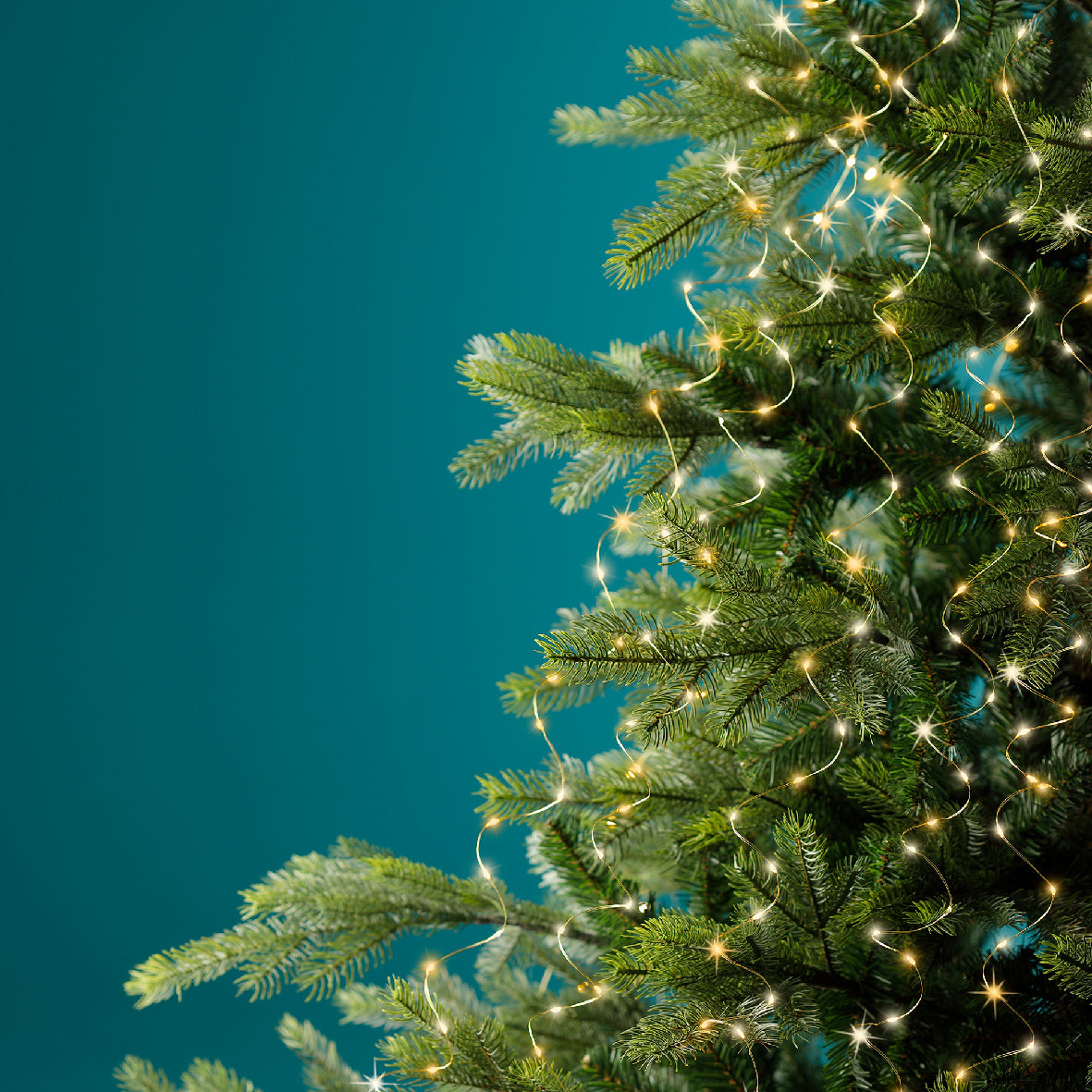 8 FT 832 Micro LED Warm White & Classic White Bunch Lights With Gold Wire