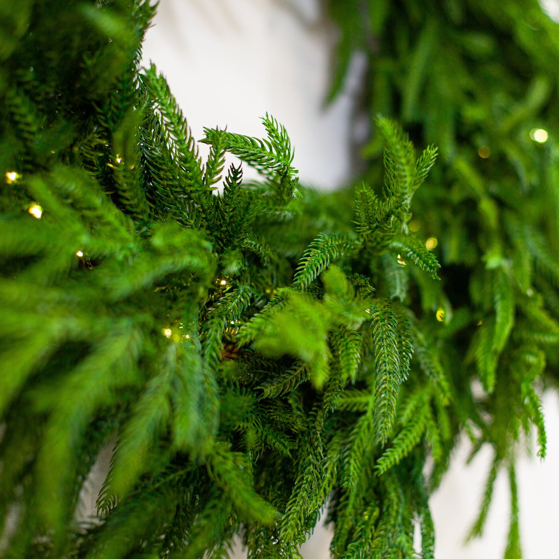 24" Norfolk Pine Wreath Pre-Lit 80LED Battery Operated