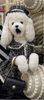22" Elegant Poodle In Tweed Dress With Handbag & Pearls